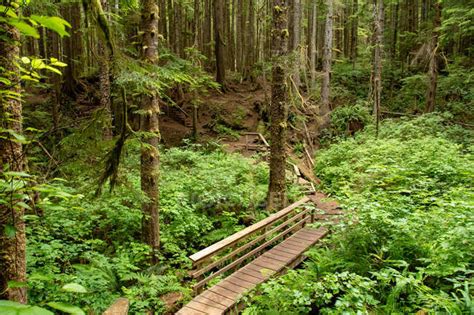 Rainforest Vancouver Island British Columbia Canada — Lush West