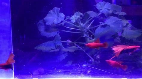 Hifin Tuxedo And Red Swordtails Youtube