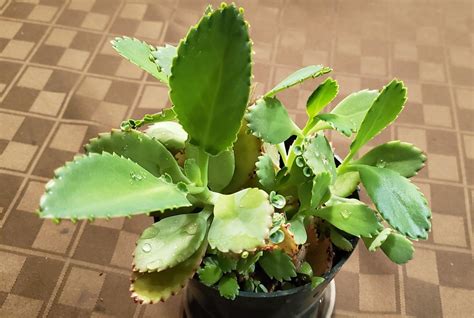 Kalanchoe laetivirens - Mother of Thousands | Plants, Mother