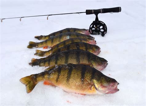 From one body of water to the next, you will see perch take on several different personalities. perch fishing | Share the Outdoors