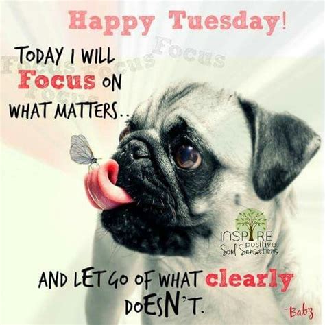 Happy Tuesday Funny Animal