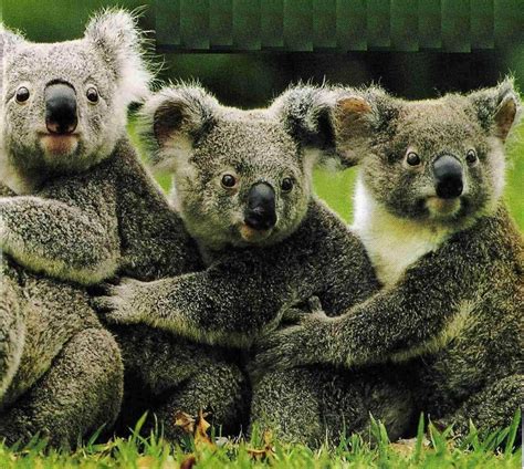 49 Cute Baby Koala Wallpaper Wallpapersafari