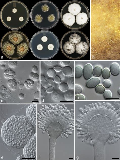 A Survey Of Xerophilic Aspergillus From Indoor Environment Including