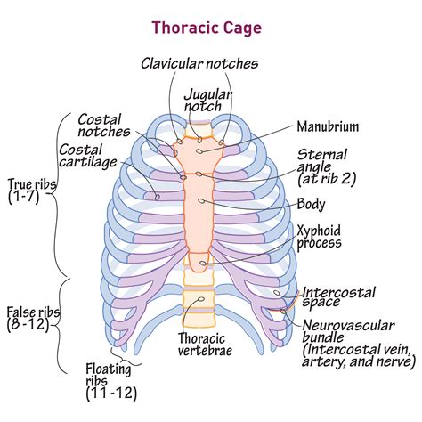 Anatomy Of Thoracic Cage Anatomy Drawing Diagram My XXX Hot Girl