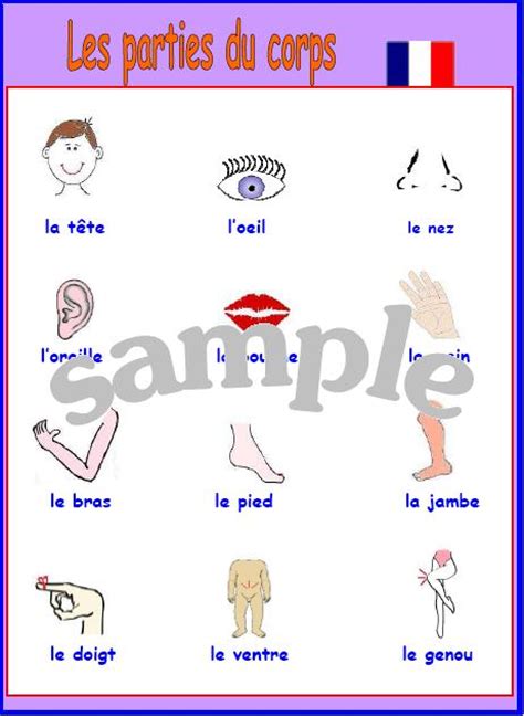 Expand Your French Body French Poster With Pronunciation