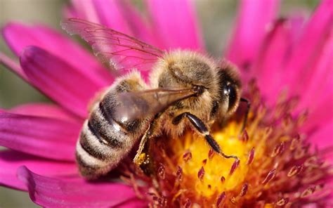 Bee On A Flower Wallpapers And Images Wallpapers Pictures Photos