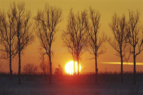 Orange Sunset In Winter Forest Stock Photo Image Of January Nature
