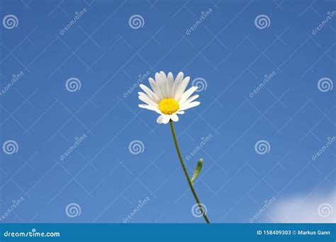 Marguerite Flower And The Blue Sky Background Stock Image Image Of