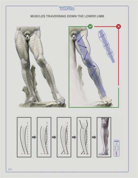 Anatomy For Sculptors Pdf