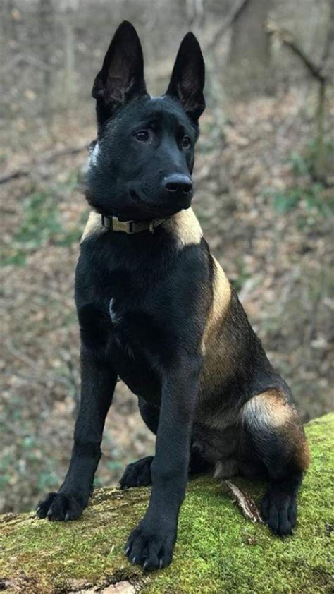 Pin By Dee On Honden Malinois Dog Belgian Malinois Dog Malinois Puppies