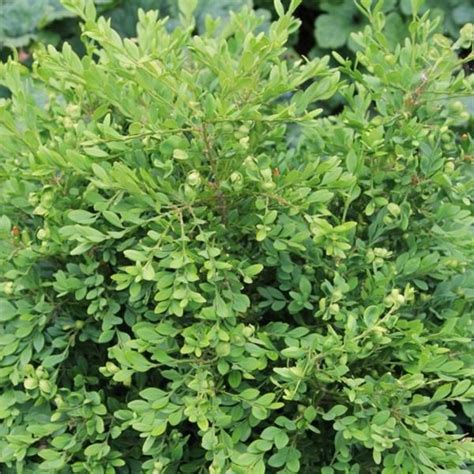 Buxus Microphylla Var Microphylla Korean Box Australia With Images
