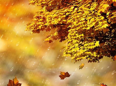 Fall Rain Shower Hd Desktop Wallpaper Widescreen High Definition