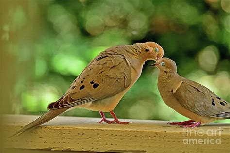 Mourning Dove Mating Kissing Photograph By Bipul Haldar