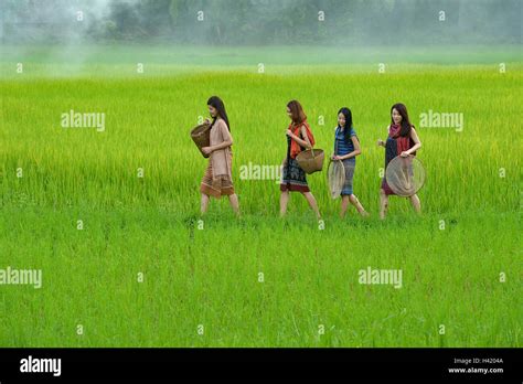 Four Women Walking Through Rice Fields Hi Res Stock Photography And