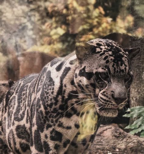 Macan Dahan Sunda Gembira Loka Zoo