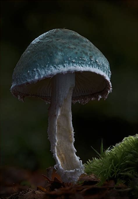 Verdigris Agaric Stropharia Aeruginosa ~ By Frank Moser Mushroom