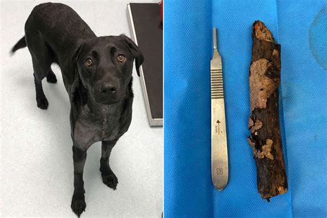 Vet Warns Dog Owners Shouldnt Play Fetch With Sticks