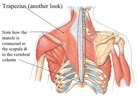 Shoulder Muscles Diagram Posterior Muscles Of The Shoulder Shoulder Images