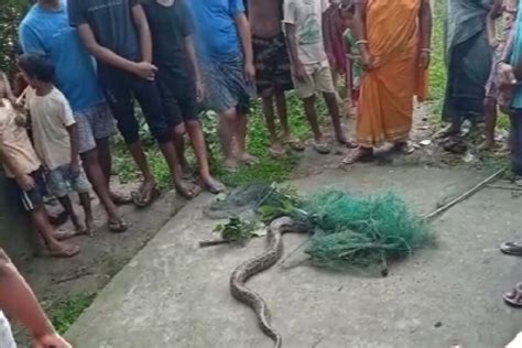 Giant Python Rescued In Dhulagaon Falakata ঘুম থেকে উঠেই বাড়ির উঠোনে কী দেখলেন গৃহস্থ হাড় হিম