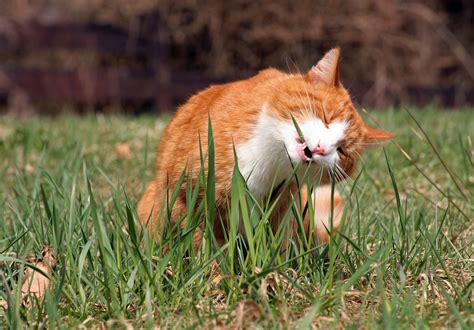 If you spot tiny bugs bouncing off their coat, it's time to fight fleas. Why do cats eat grass and throw up? - The Cat Loop