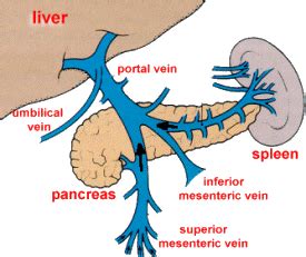 Diagram of the liver and gall bladder showing the. Anatomy