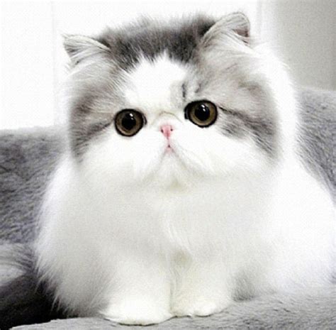 Cute Cat Breeds Persian Cat Easyday