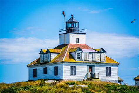 Egg Island Lighthouse And Seagull Photograph By Jason Brow