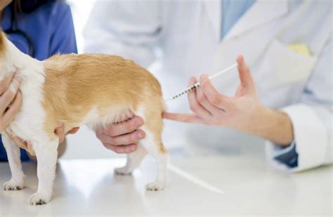 Notable And Quotable Dogs Vaccines And Autism Wsj