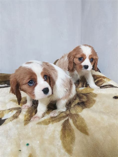 The cavalier king charles spaniel originated in the united kingdom. Cavalier King Charles Spaniel Puppies For Sale | Wisconsin ...