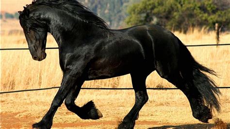Friesian Horse Breed Information History Videos Pictures