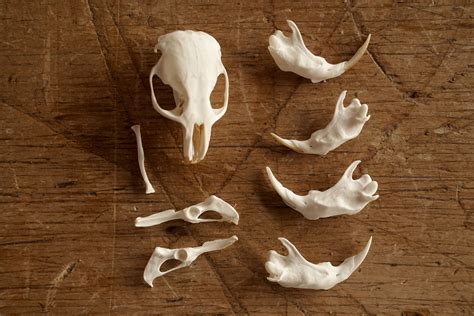 How To Clean Animal Bones For Display Woodlark Blog