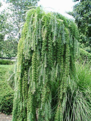 Add Grace To Your Yard With These 19 Weeping Trees Weeping Evergreen