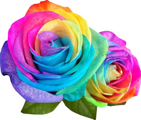 Forgetmenot Multicolored Roses