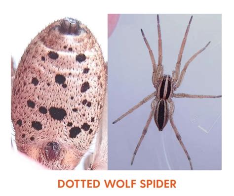 How To Identify Wolf Spider Species Based On Their Coloration