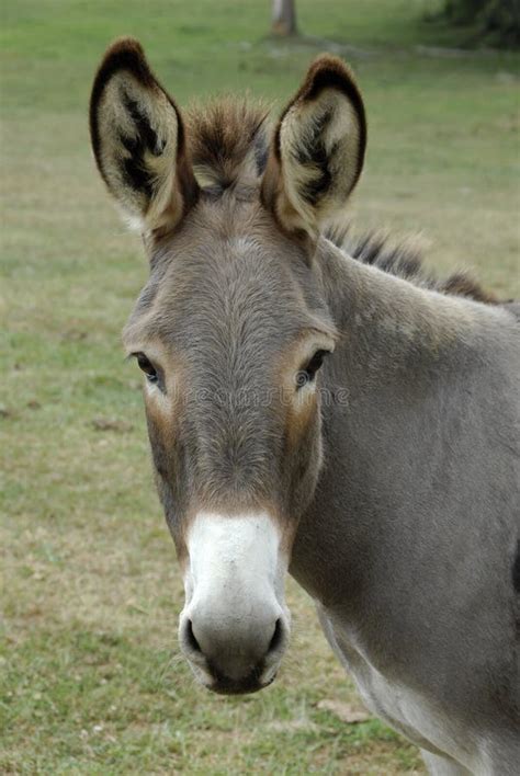 Donkey Portrait Stock Photo Image Of Mule Barnyard Pets 2773786