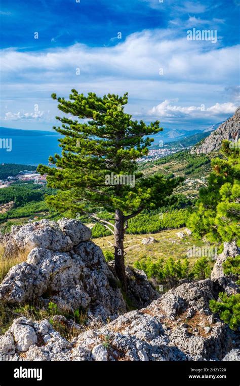 Trees Growing On Cliff Edge On Mountains Stock Photo Alamy