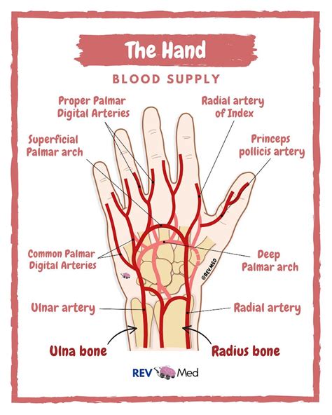 Hand Anatomy Arterial Blood Supply By Rev Med Hand GrepMed