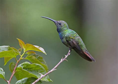 Hummingbirds In North Carolina 9 Species With Pictures Wild Bird World
