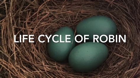 Life Cycle Of Robin Youtube