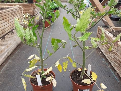 How To Help A Dying Tomato Plant No Dig Vegetable Gardening Blog