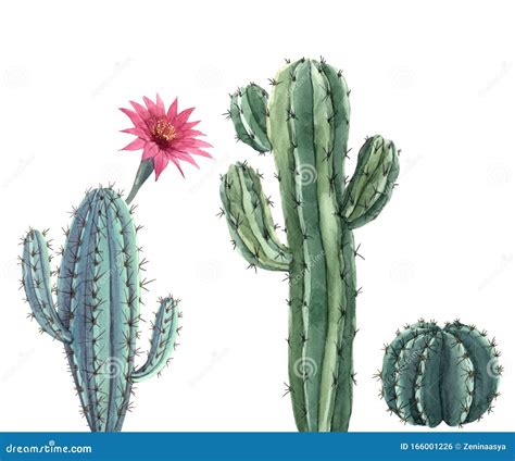 Beautiful Three Watercolor Cactus Hand Drawn Illustrations Set White
