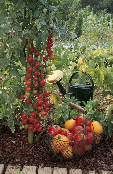 Tomato Companion Planting Grow The Best Crops With Tomatoes Country