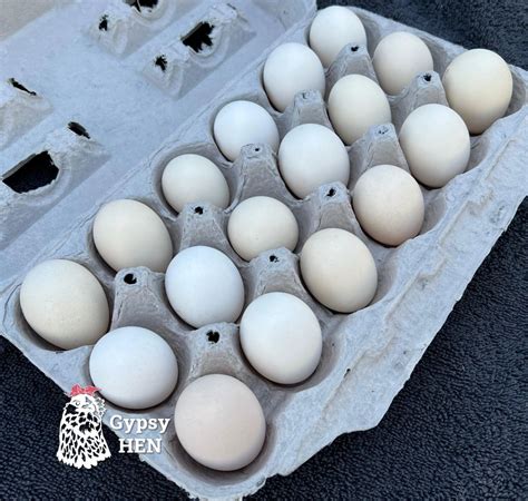 Silkie Silkie Showgirl Naked Neck Hatching Egg Assortment