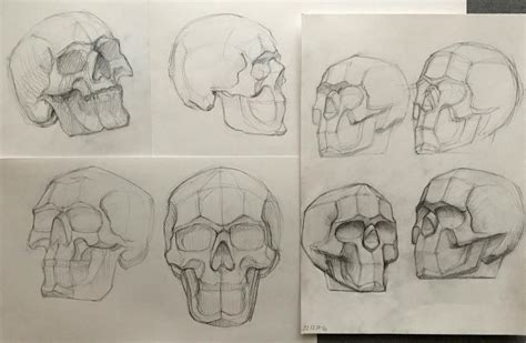 Skull Study Sketches Rlearnart