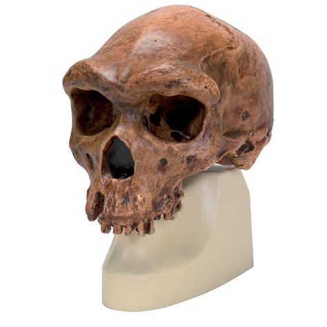 Human Skull Models Anatomical Skull Models Regional Skull Model
