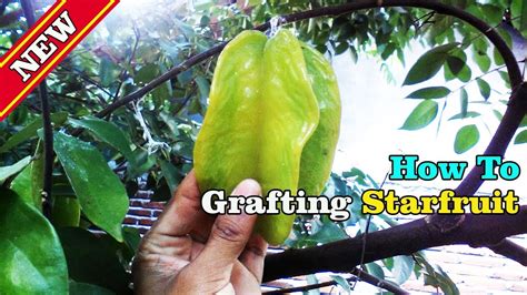 How To Graft A Starfruit Tree Tutorial By Grafting Examples Youtube