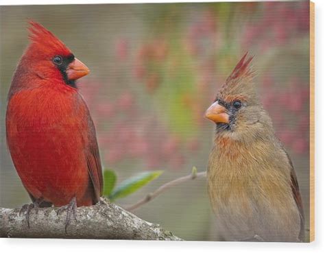 Cardinal Pair Photograph By Bonnie Barry