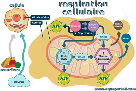Respiration Cellulaire D Finition Et Explications Du Dictionnaire Hot