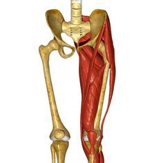 The groin muscles are a group of muscles that are situated in the inner thigh. Posture exercises, Anatomy and Muscle on Pinterest