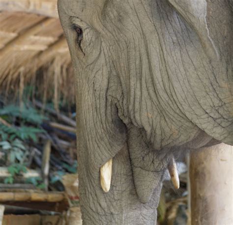 Female Asian Elephants: Small Tusks and Majestic Creatures